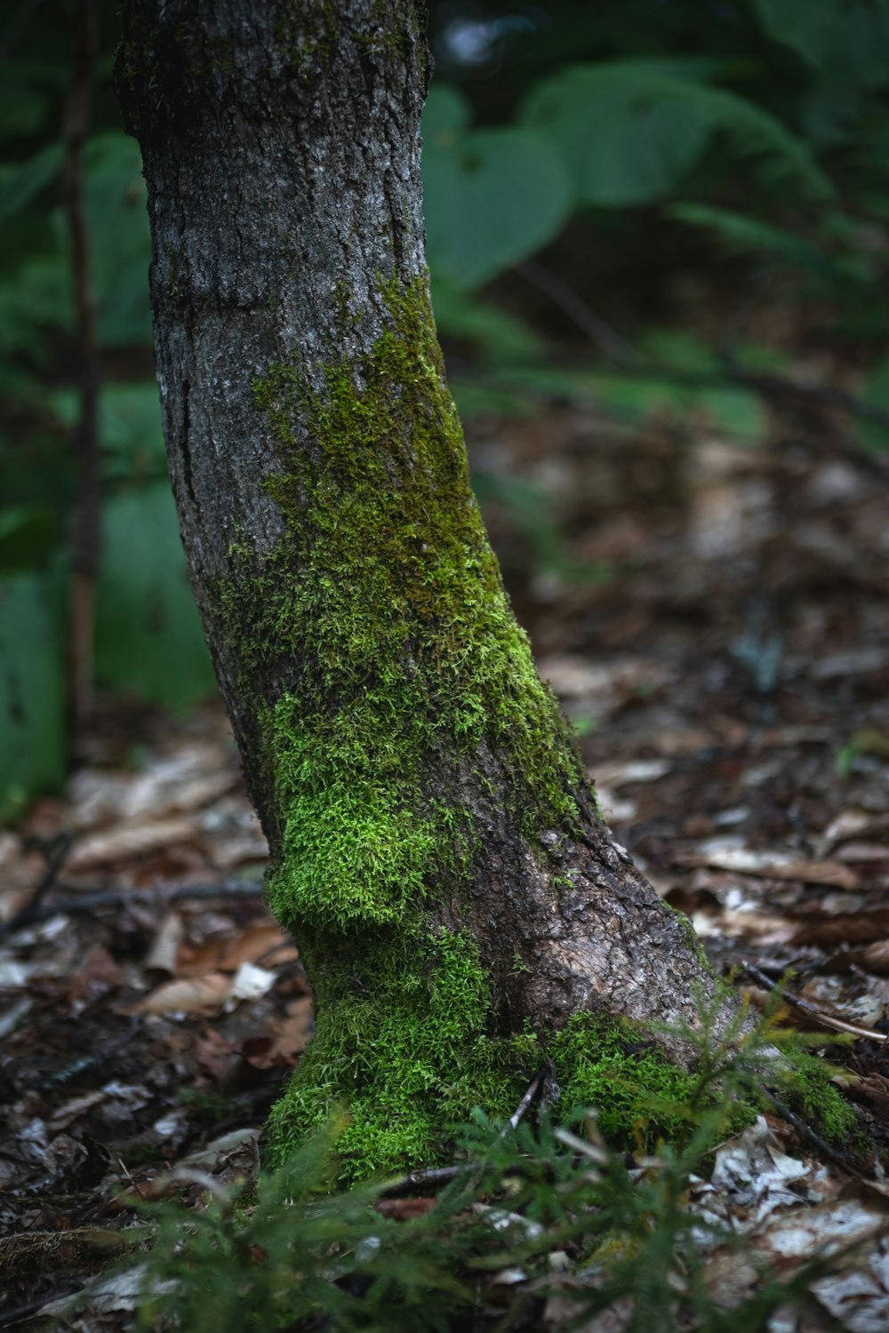 a moss covered tree trunk in the woods