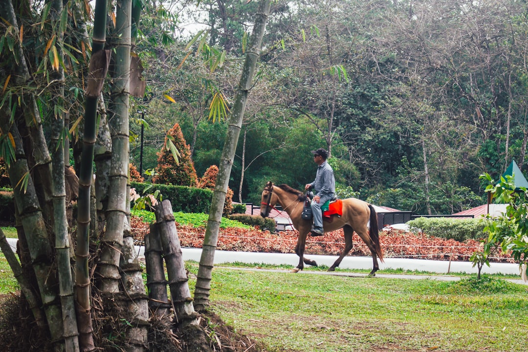 person riding horse near trees, Man riding a horse