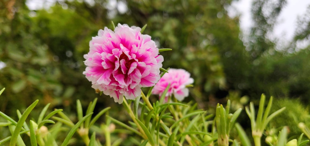 two pink and white petaled flowers