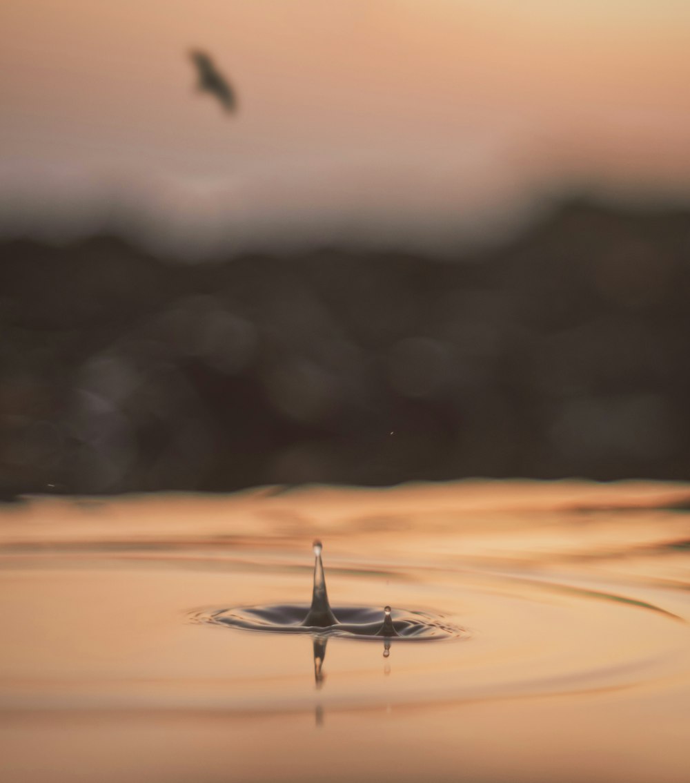 water drop on calm water