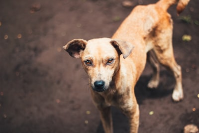 Anxious dog looking concerned