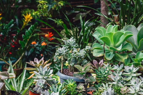A lush arrangement of various succulent plants in a garden setting. The foreground features a variety of succulents with thick, fleshy leaves in different shades of green and purple. In the background, there are taller green plants and a hint of brightly colored flowers in red and yellow.