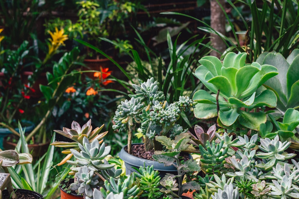 green succulent plants