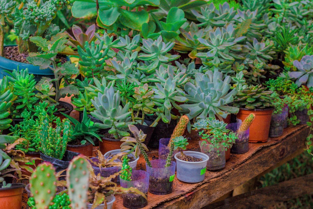 succulent plants