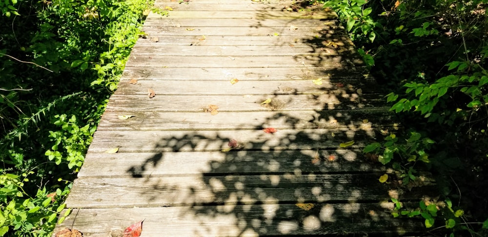 brown wooden bridge surrounded with green-leafed plants
