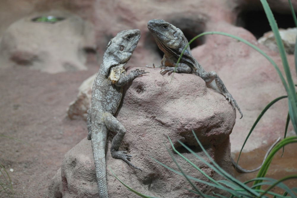 two gray lizards on rock