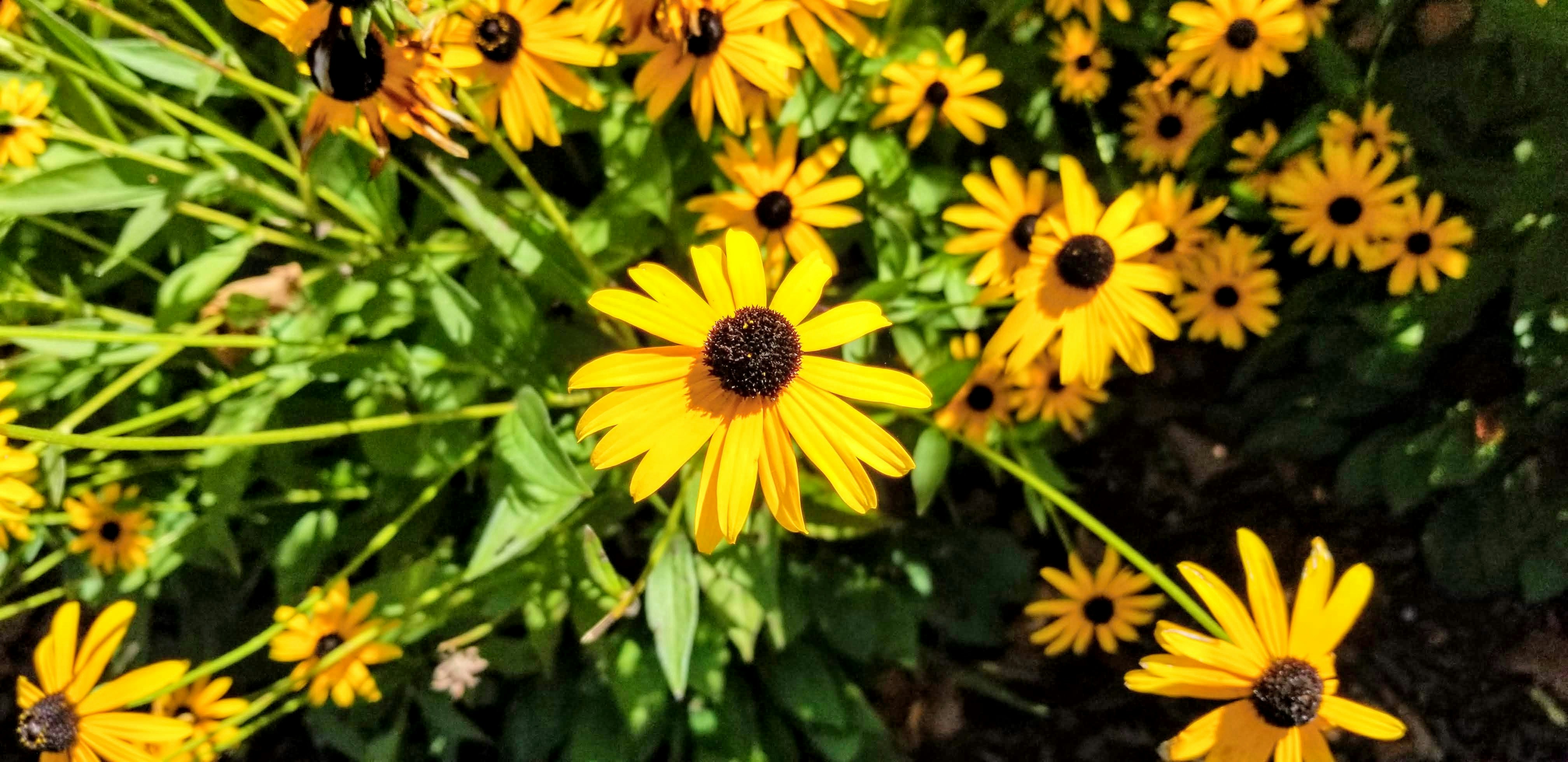 Choose from a curated selection of flower photos. Always free on Unsplash.