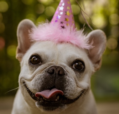 close-up photography of adult tan French bulldog