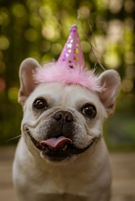 A French Bulldog wearing a pink party hat adorned with stars and fluffy feathers. The dog's tongue is out, giving an impression of happiness and excitement. The background consists of blurred, circular green shapes, suggesting an outdoor setting with foliage.