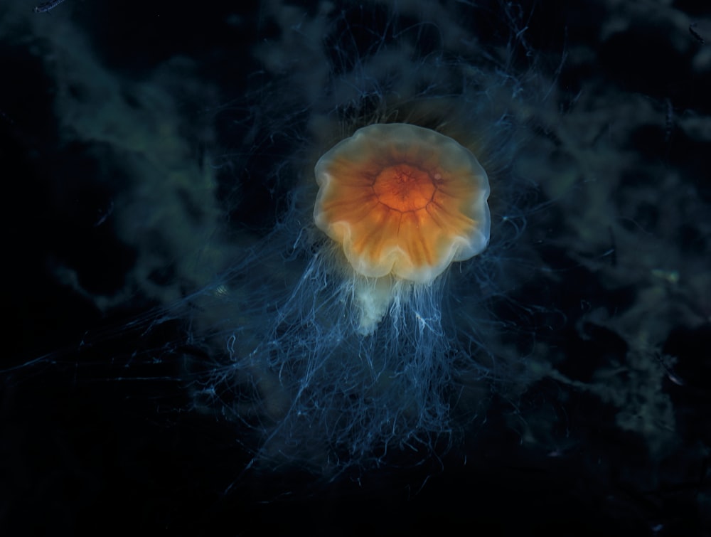 yellow jellyfish under the sea