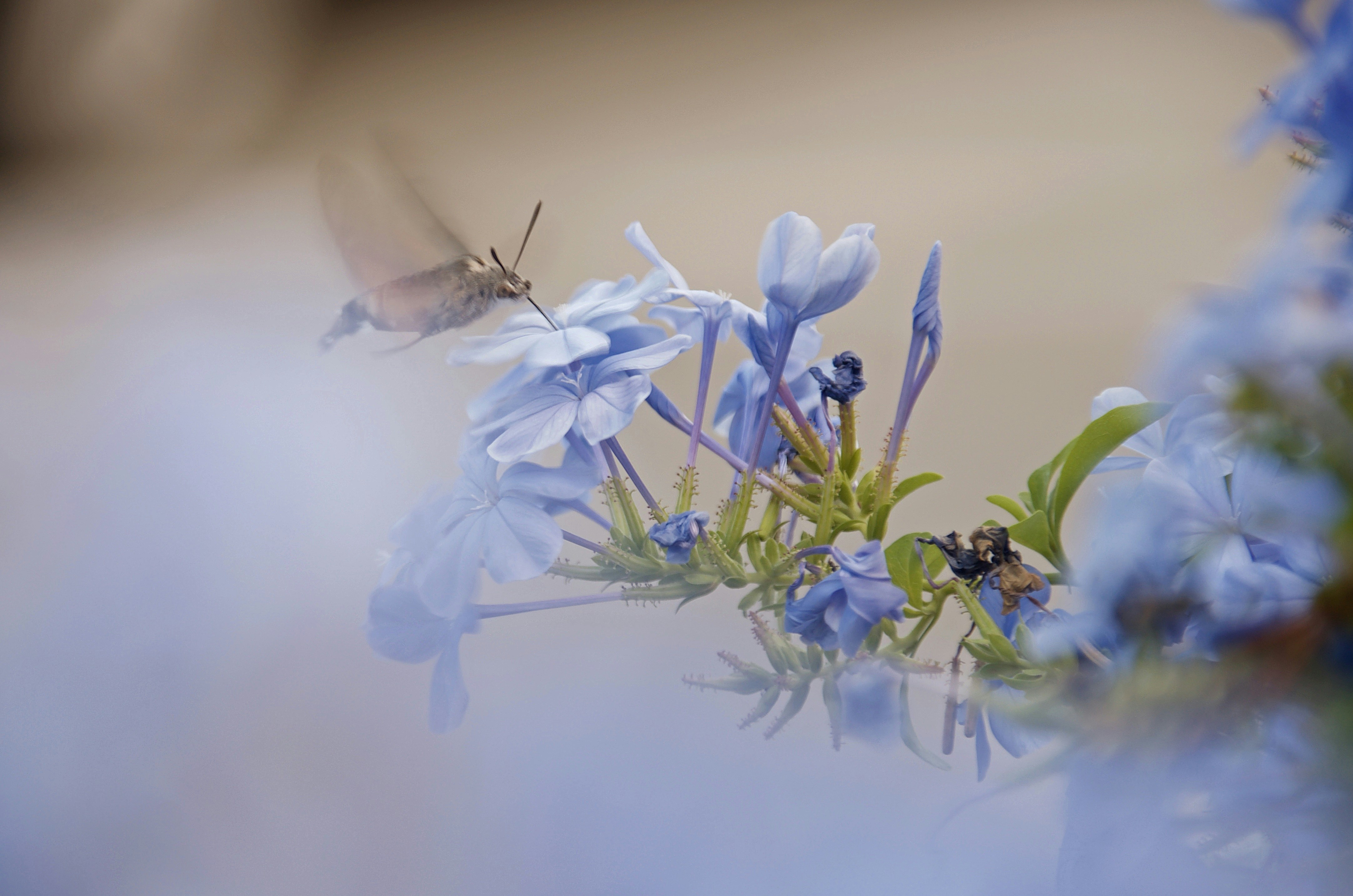 Photo by mariobeducci