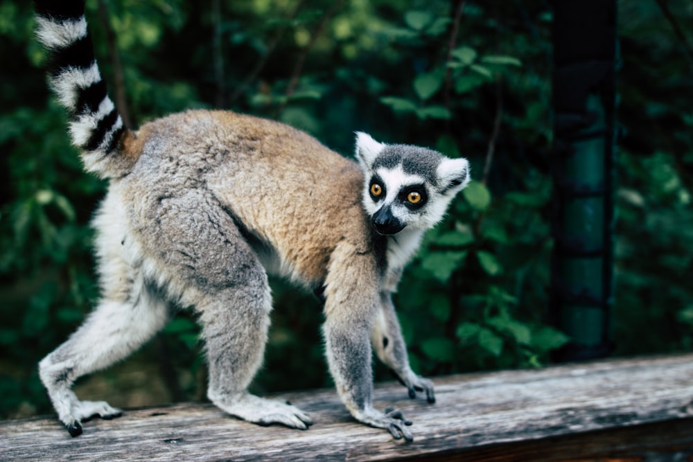 Lemur auf Holztafel in der Nähe von grünblättrigen Pflanzen