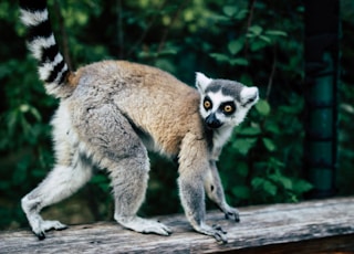 lemur on wooden panel near green leafed plants