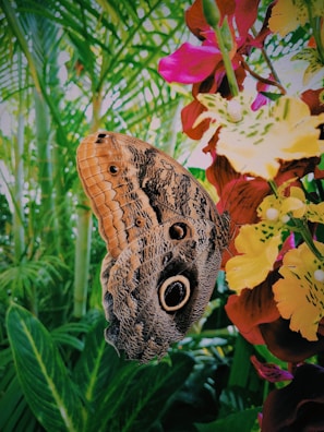 Close-up of vibrant tropical butterflies resting on native flowers.
