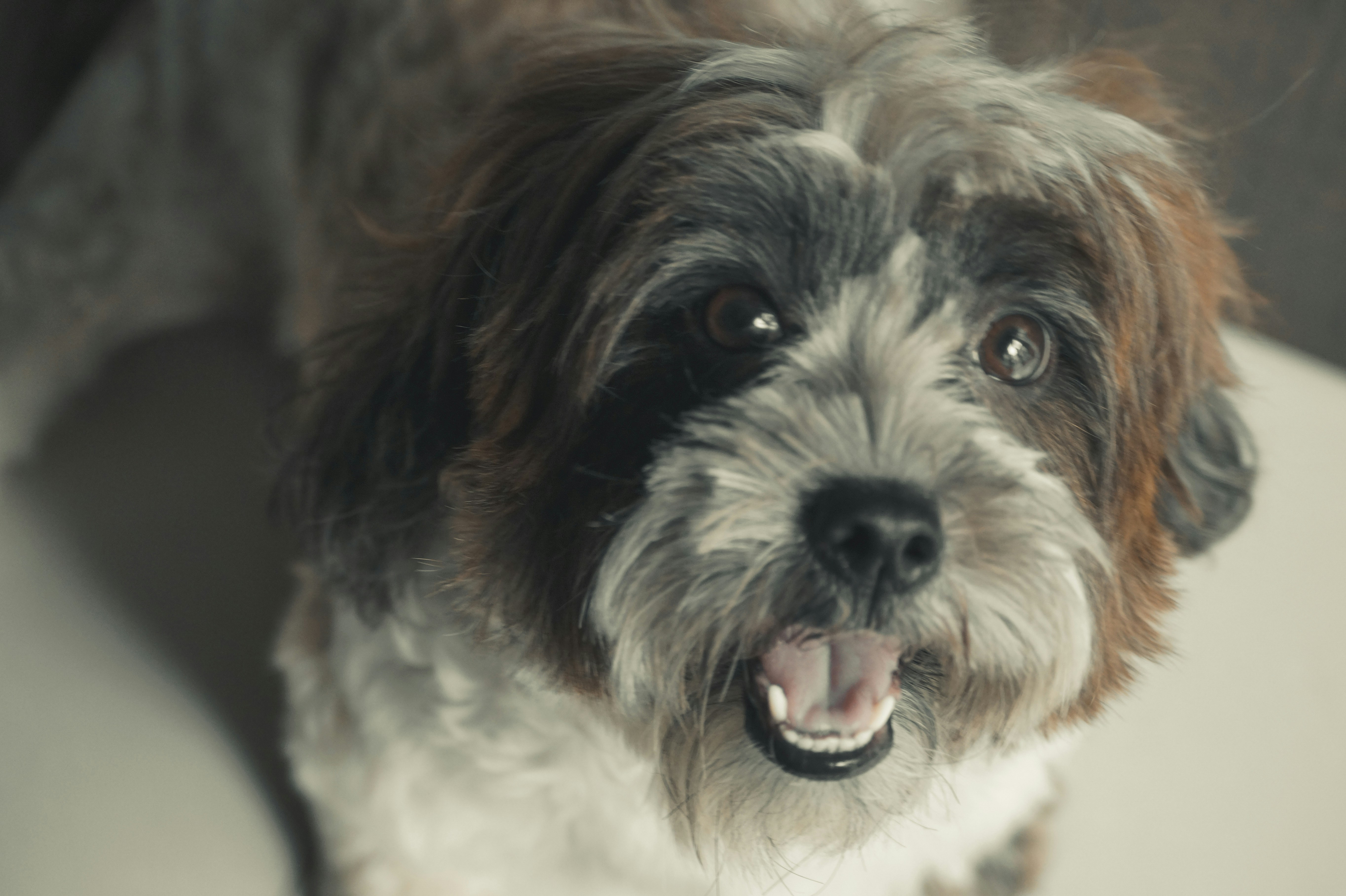 Best Dog Food For Shih Tzu Picky Eater Solutions