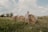 A happy farmer standing next to a bale of fresh alfalfa in a sunny ranch field.