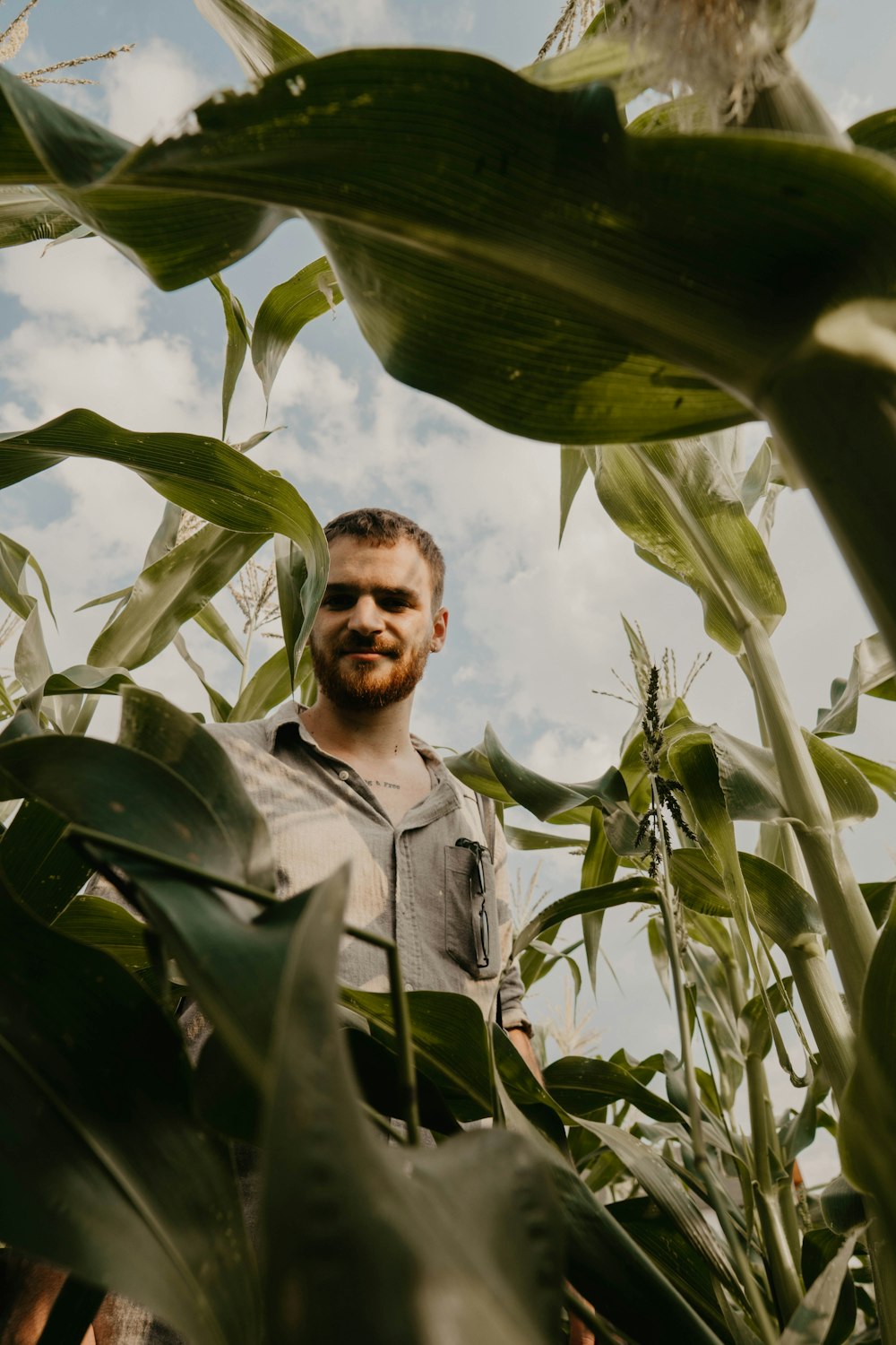 man in corn field at daytime