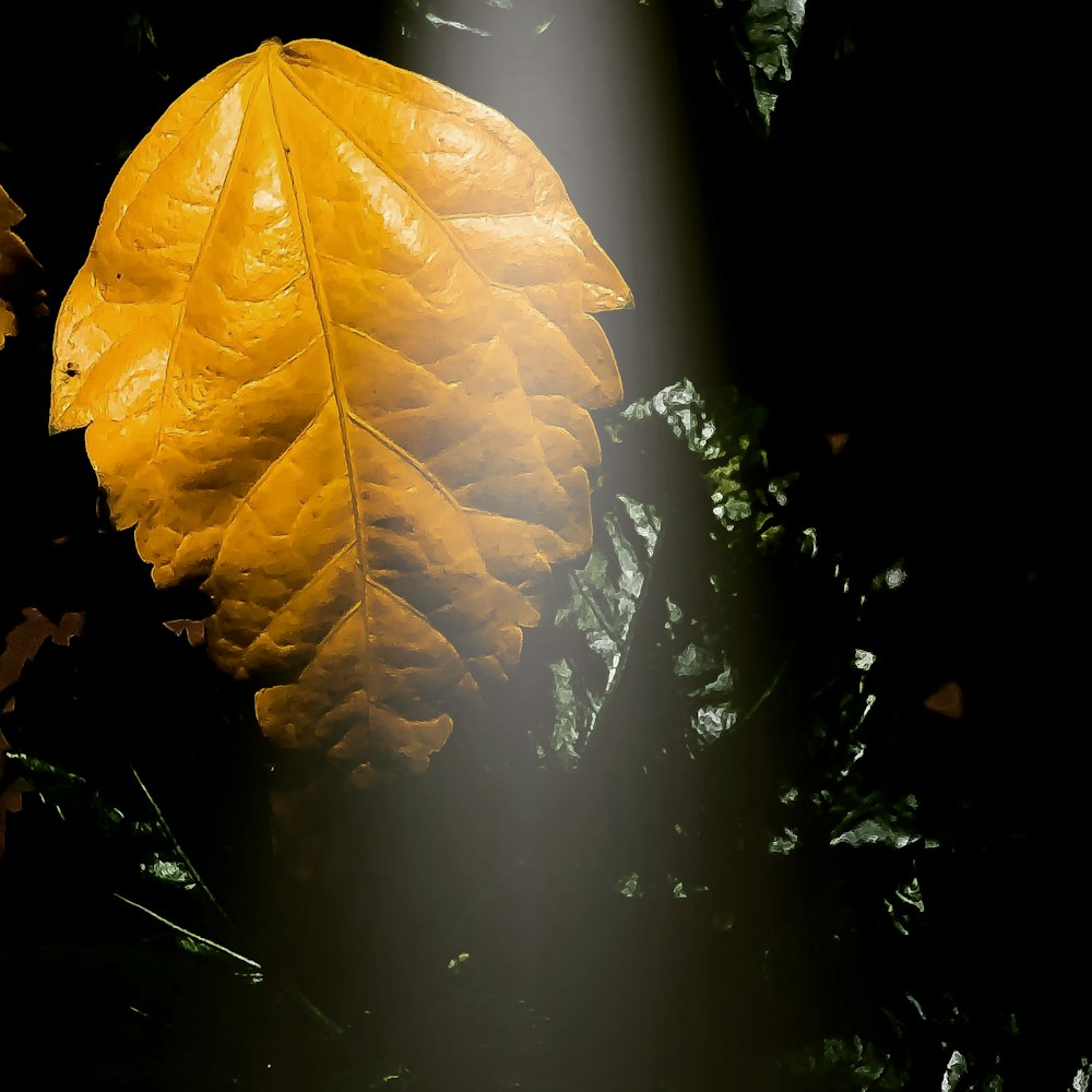 a yellow leaf with a light shining on it