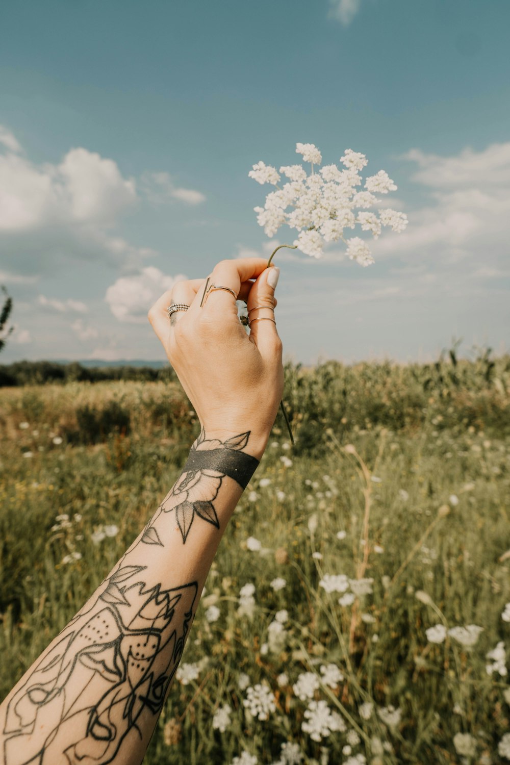 white-petaled flowers