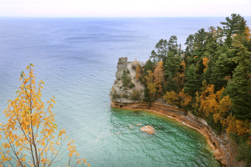 green and brown trees beside body of water during daytime