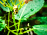Detailed shot of eco-friendly insecticide being applied around a restaurant area.