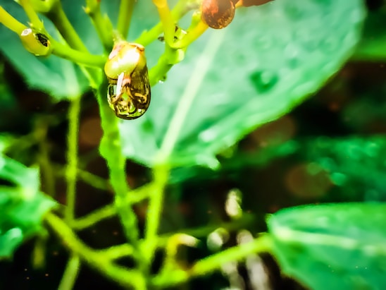 Close-up of diverse insects on native plants in a natural habitat