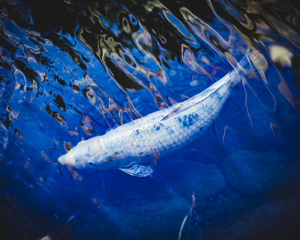 peixes cinzentos na água