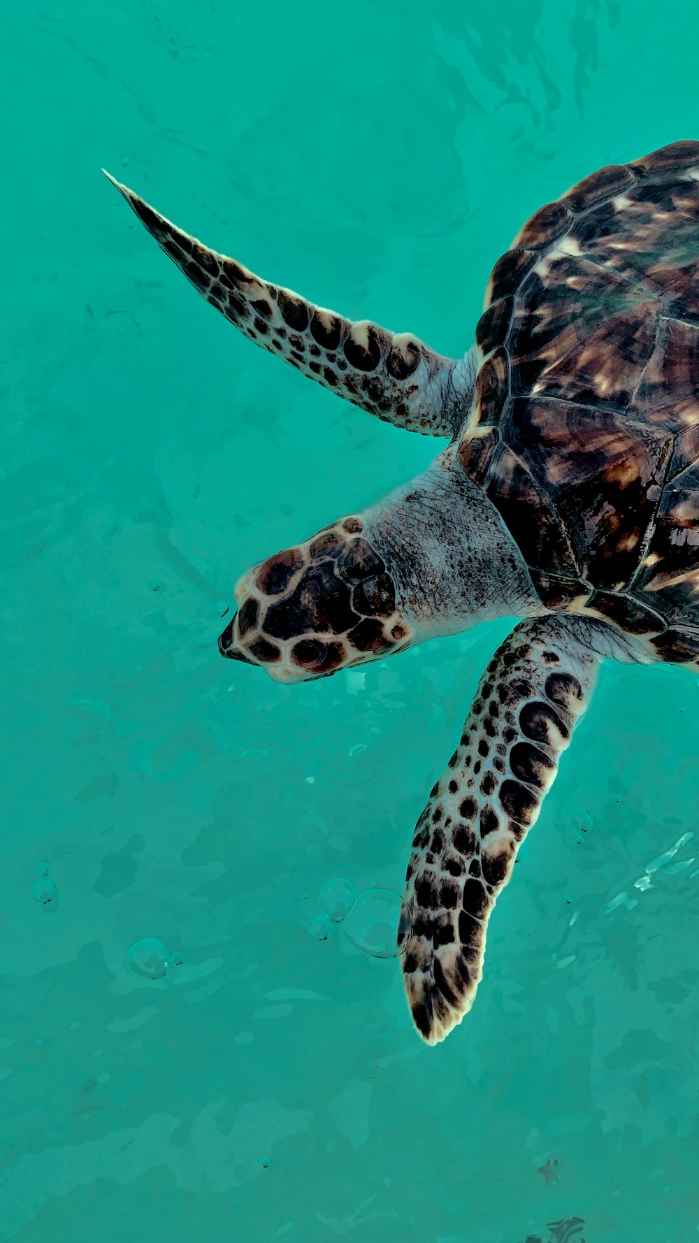 brown and black turtle