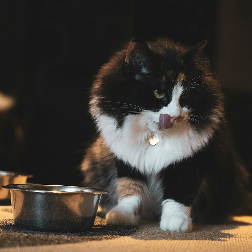 long-fur black and white cat