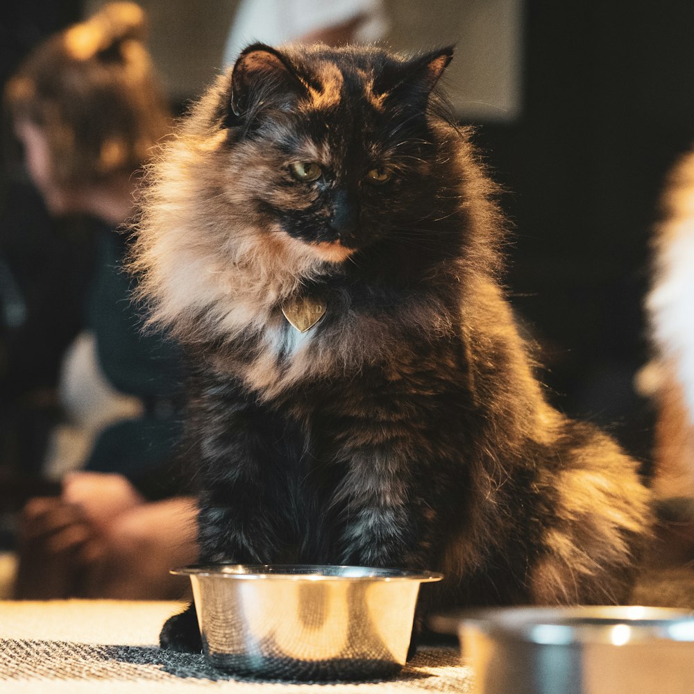 tortoiseshell cat sitting beside bowl