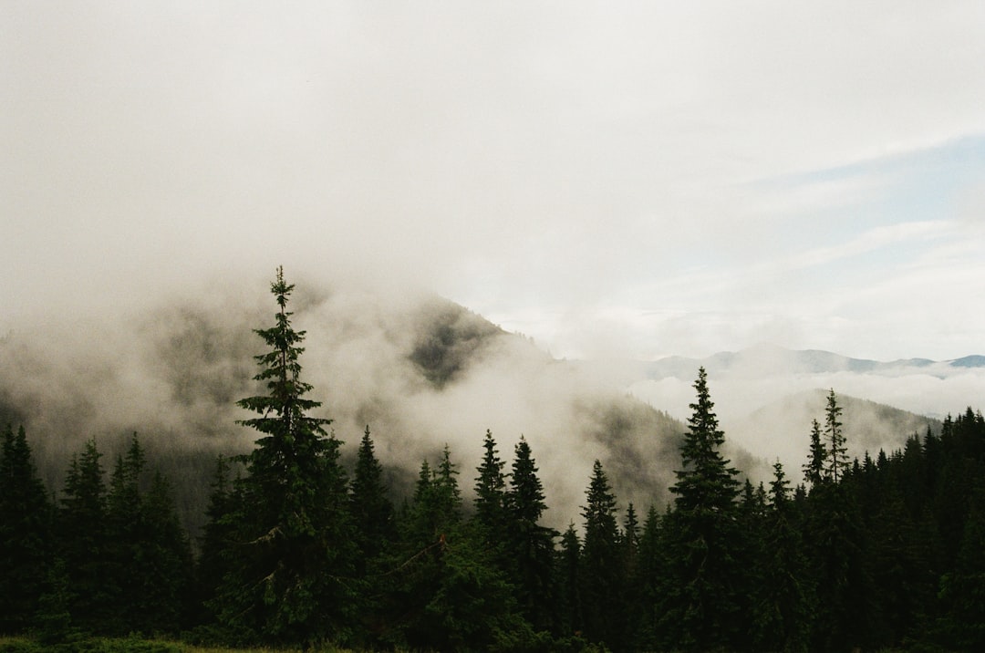 trees near mountain,
