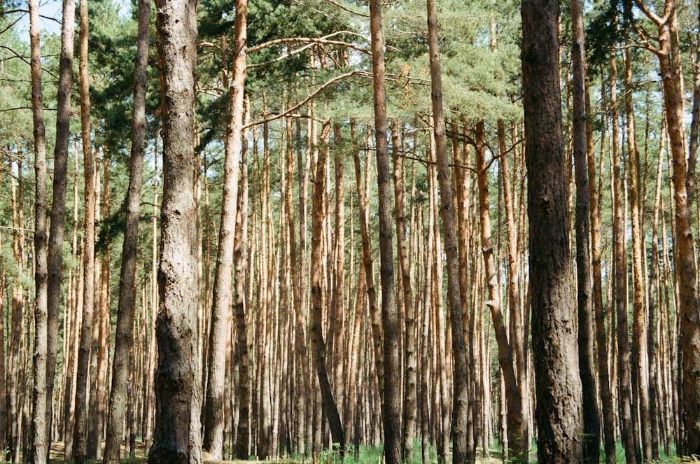 árbol verde