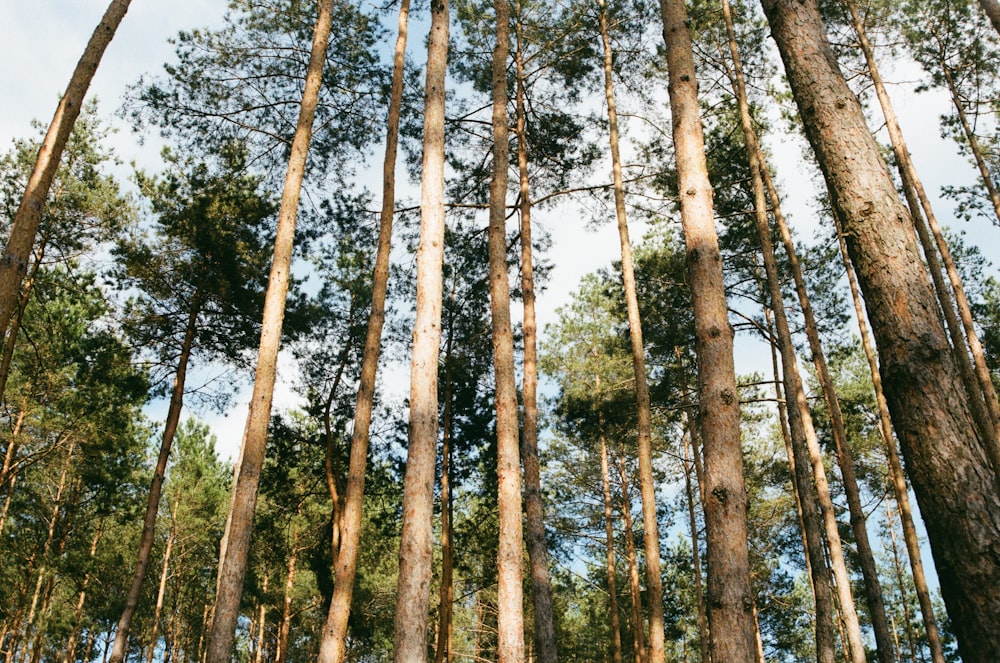 arbres à feuilles vertes