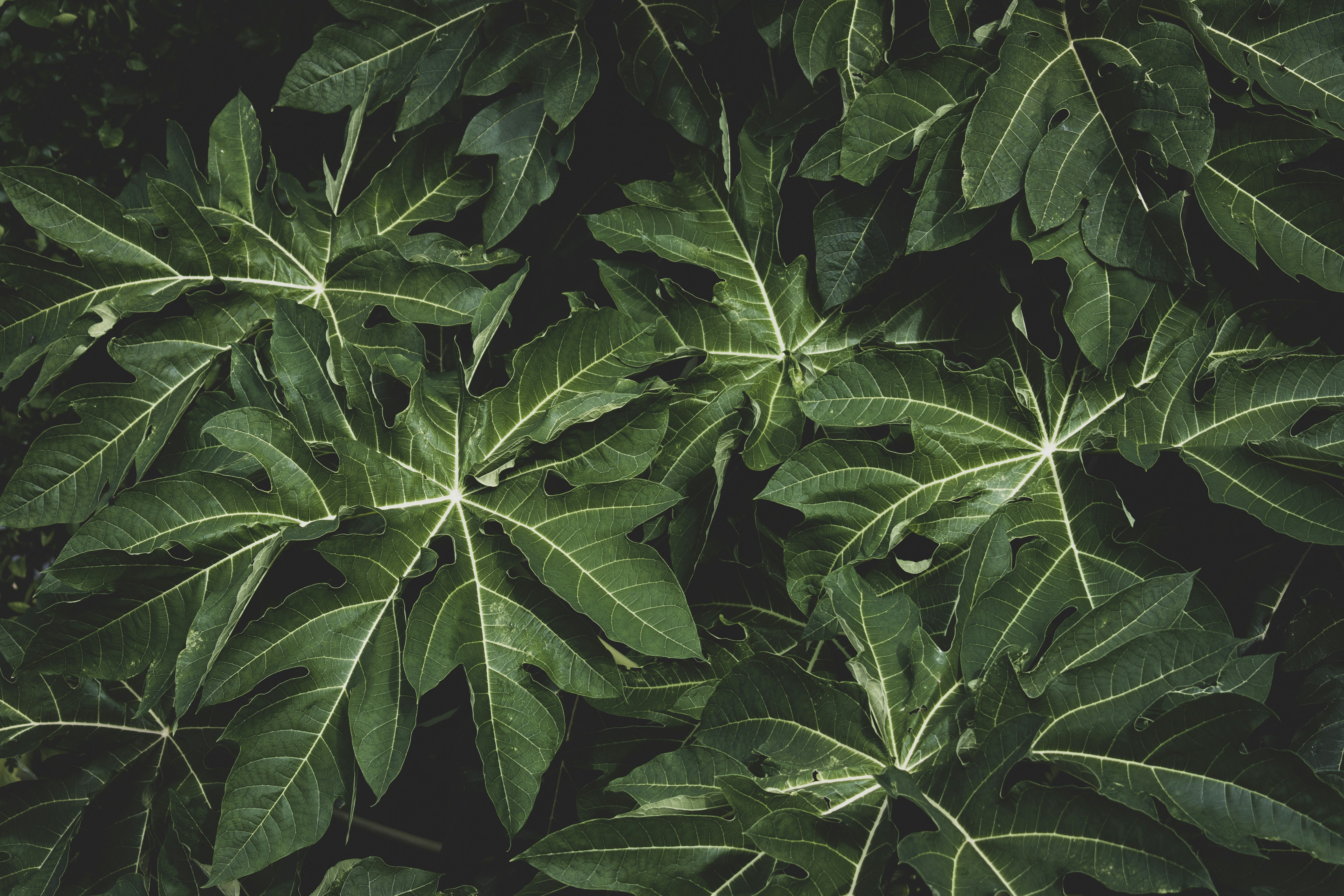 Photo by vichalshanto