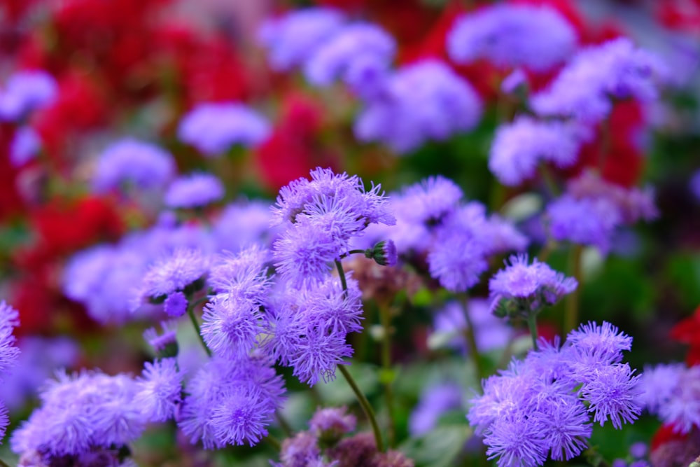 Plantas de flores de pétalos púrpuras