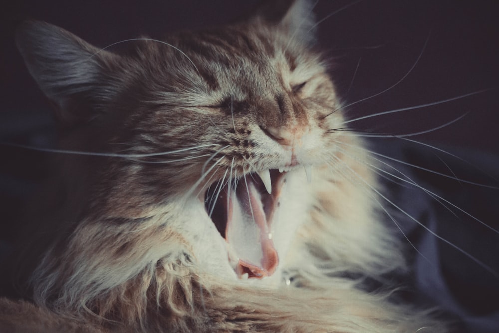 long-fur brown cat