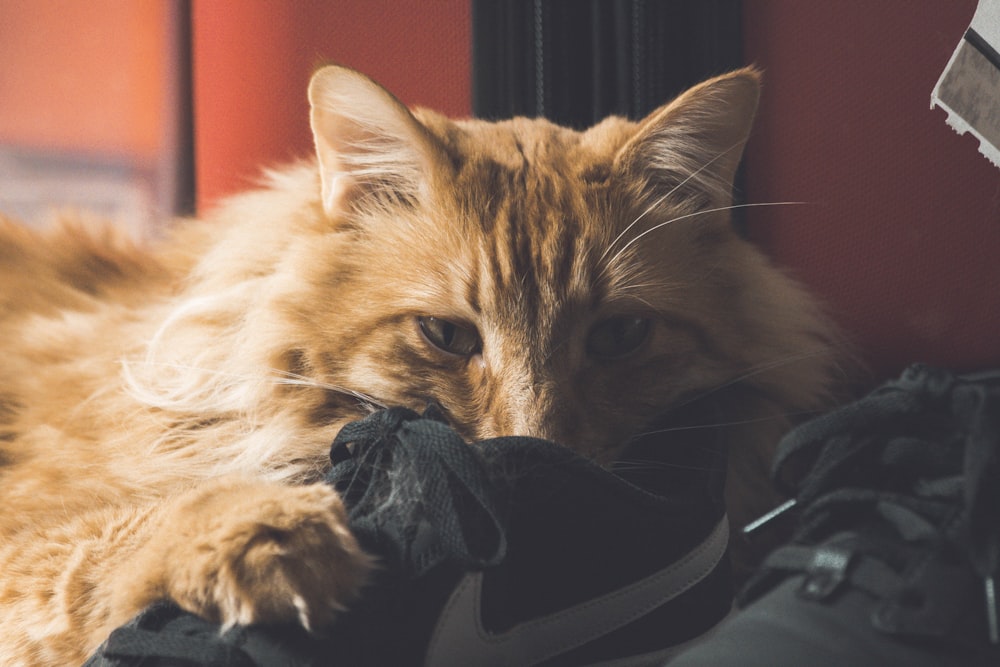 orange tabby cat near black-and-gray Nike shoes
