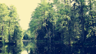 A peaceful meditation session by a tranquil river under ancient trees.