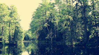 A peaceful meditation session by a tranquil river under ancient trees.