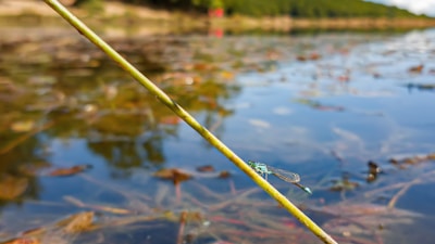A dragonfly perched on a reed by a calm pond reflecting the morning sky.