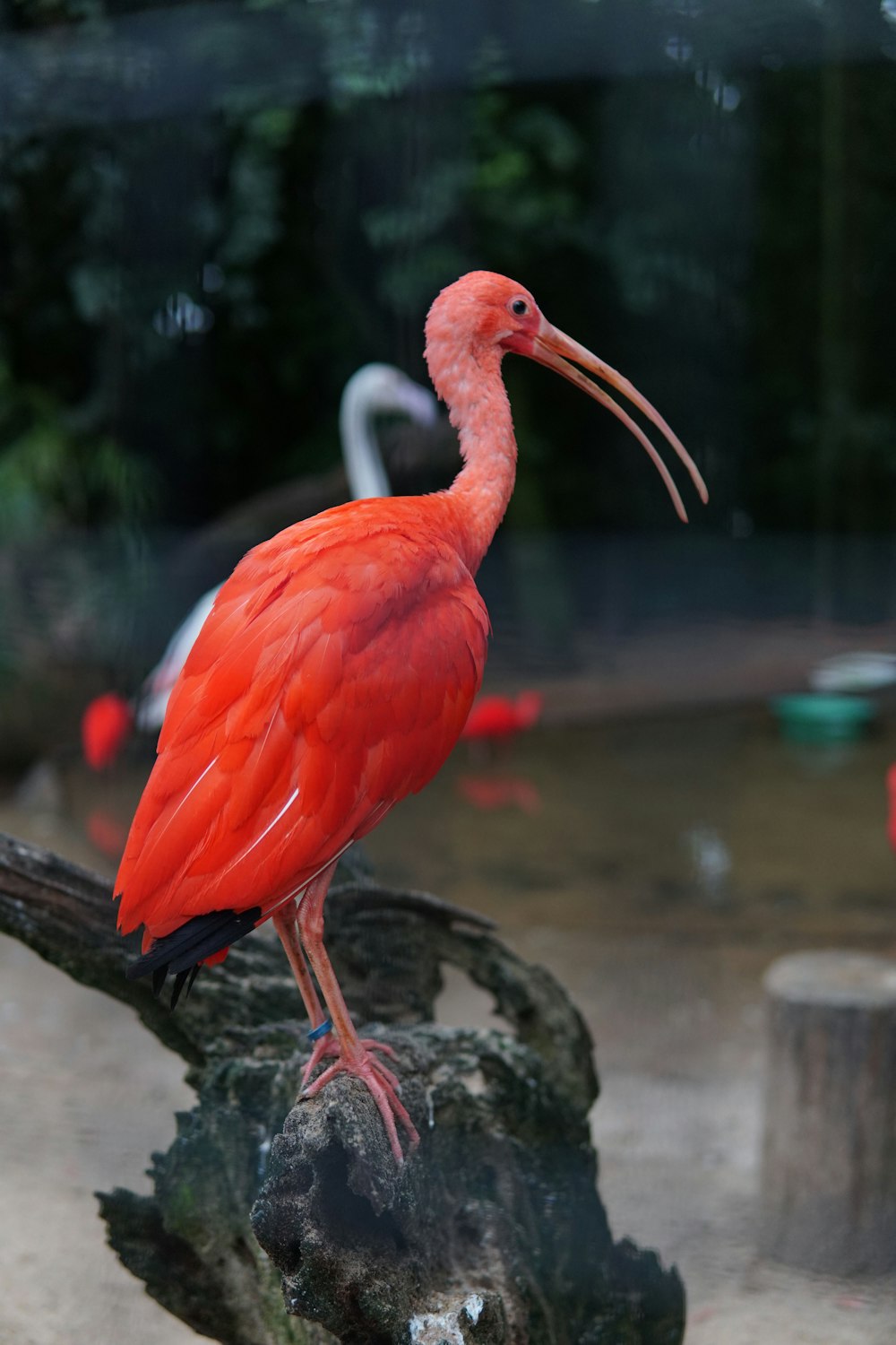 uccello rosso dal becco lungo