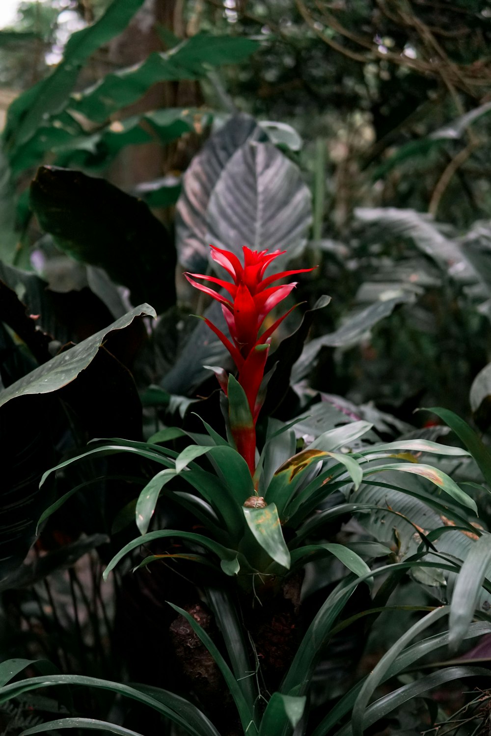 shallow focus photography of green-leafed plant with red flowers