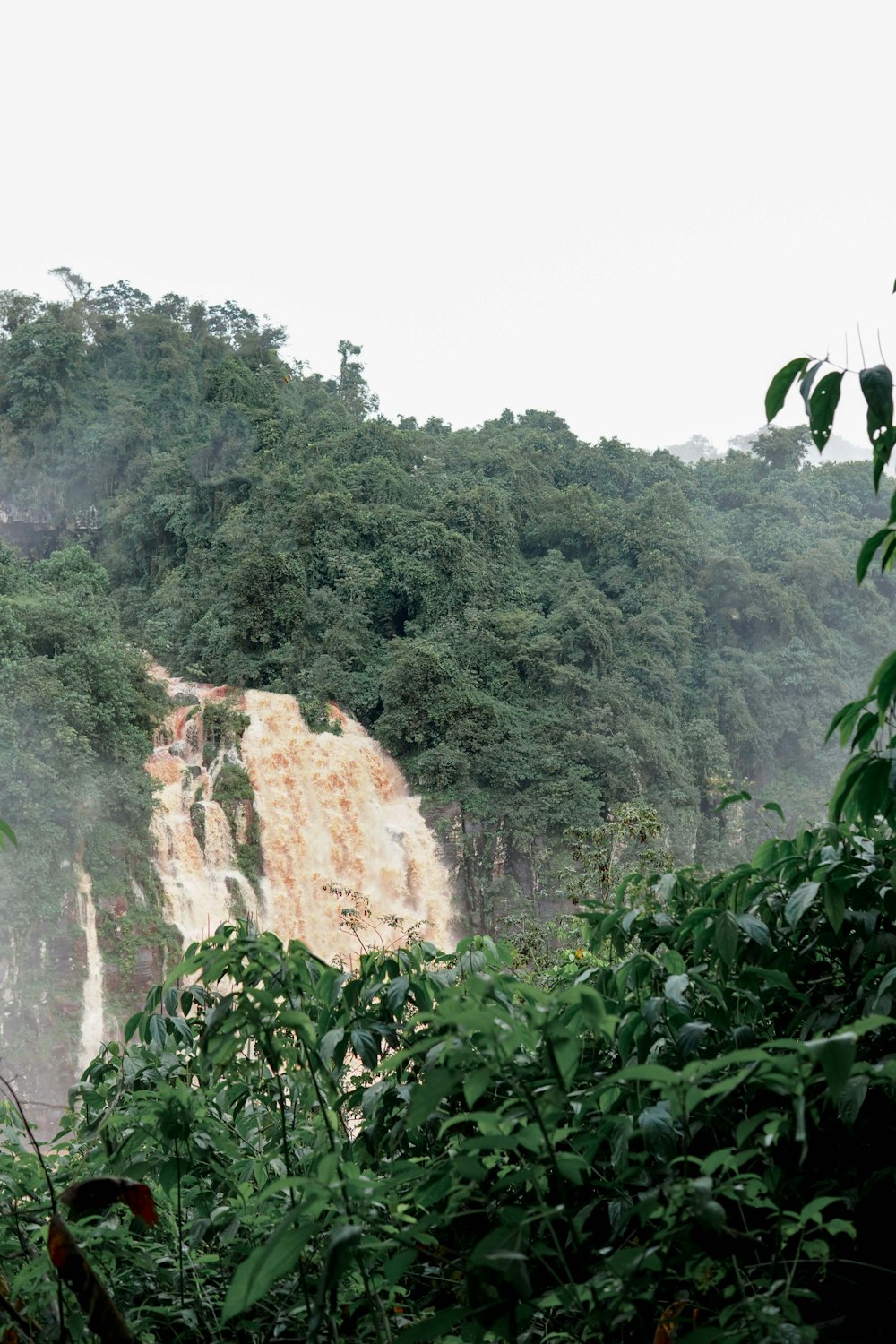 landscape photography of forest