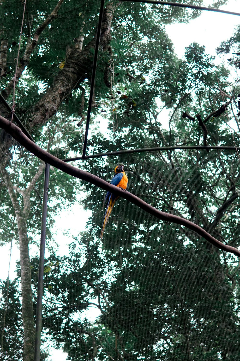 blue and yellow parrot on brown tree branch