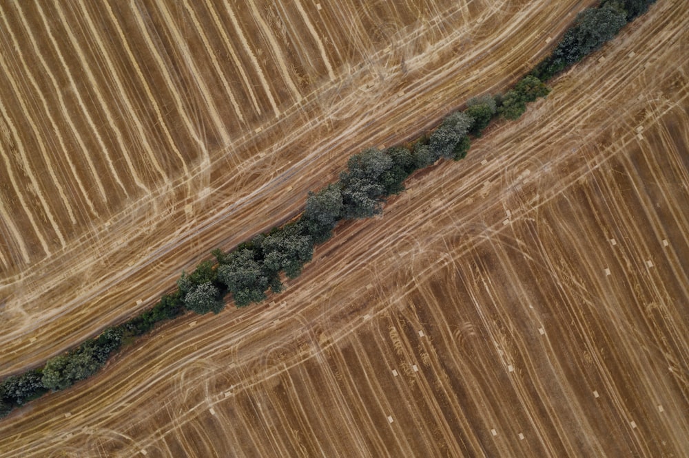 lotto di alberi verdi