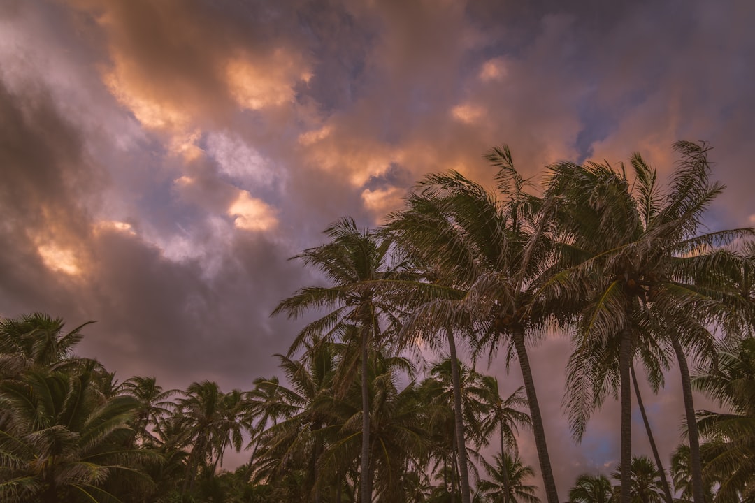 green coconut tree lot