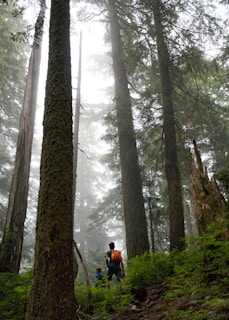 A mother and child hiking on a forest trail.