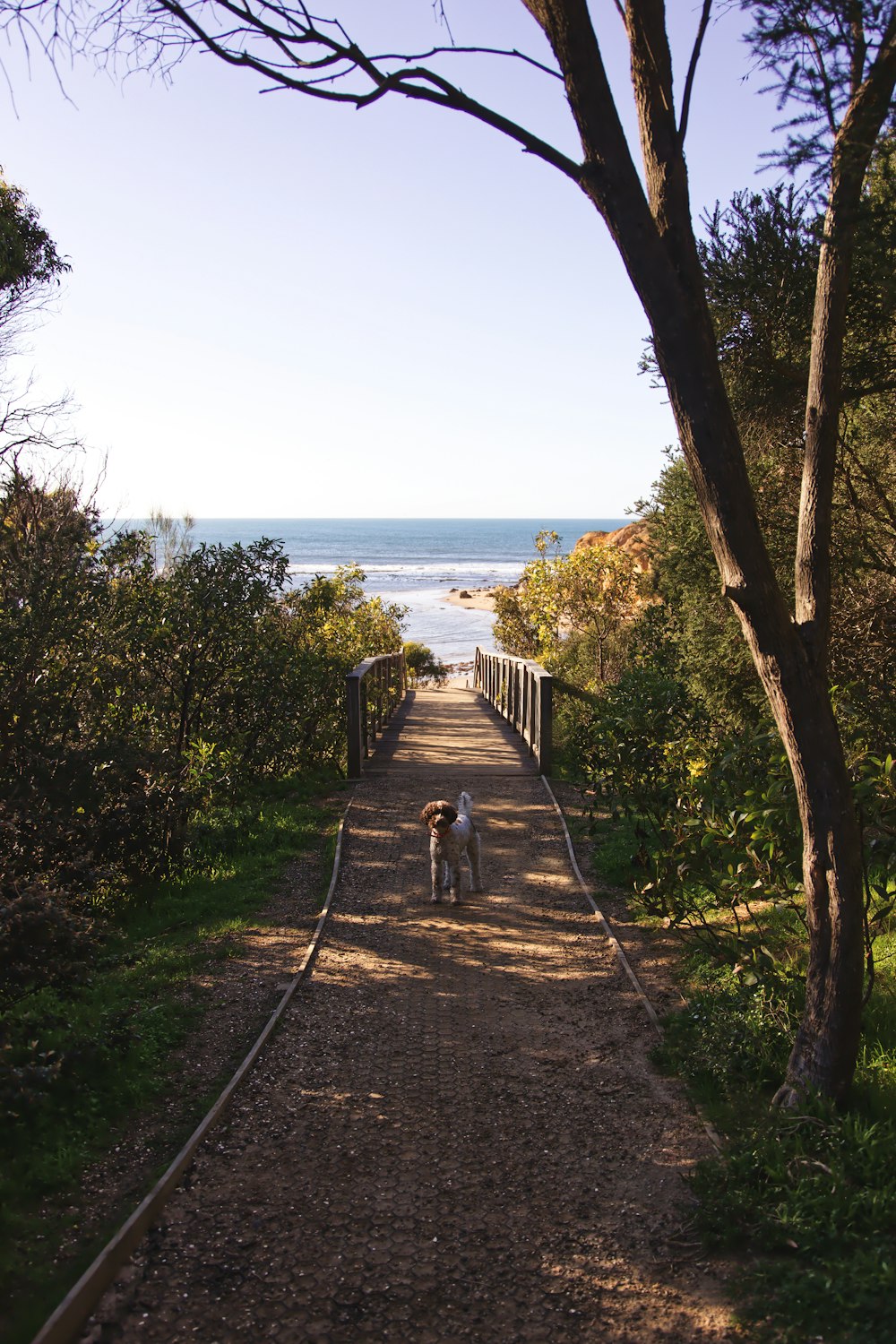 short-coated white and brown dog on pathway viewing sea