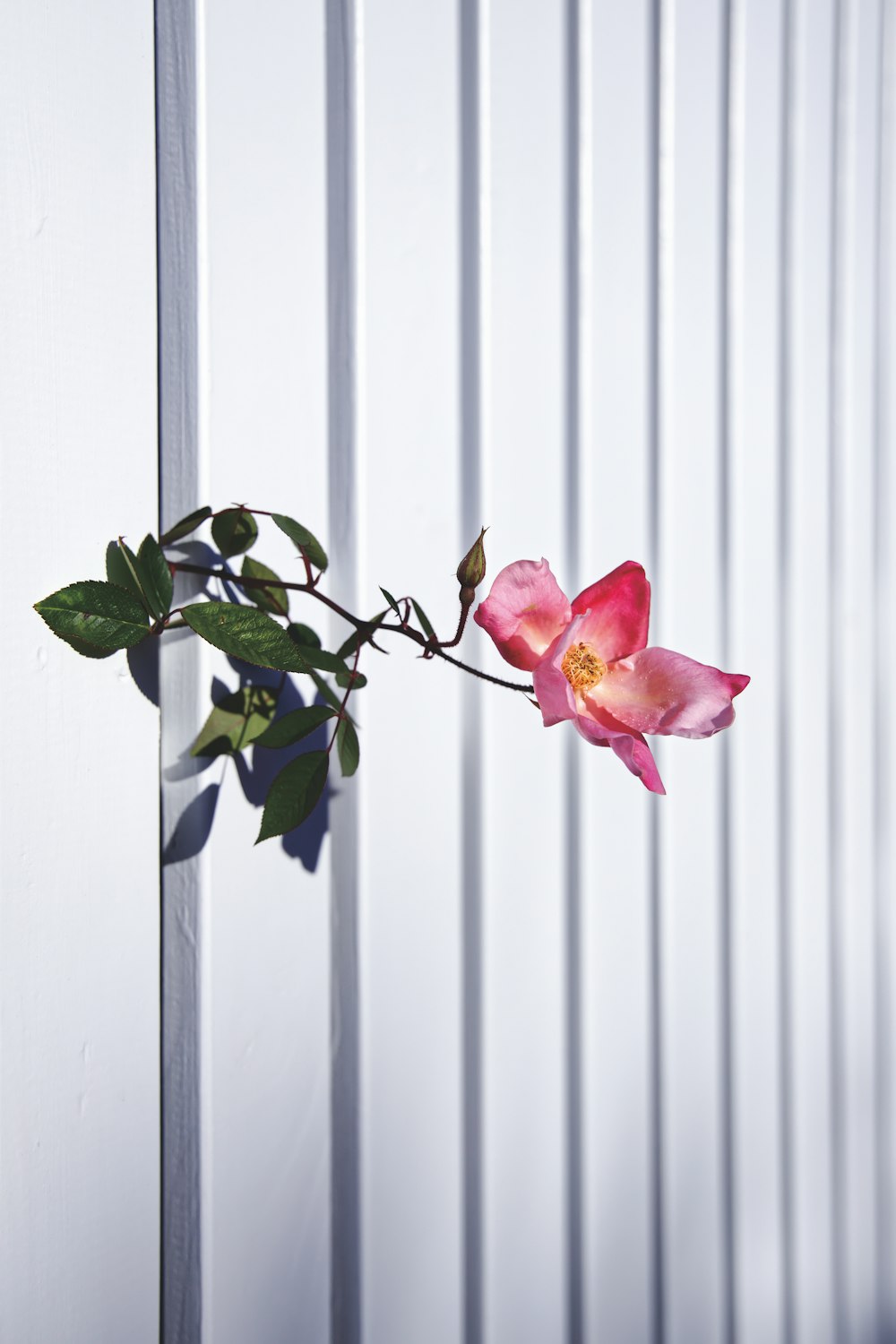 flor de rosa rosa en flor en pared blanca