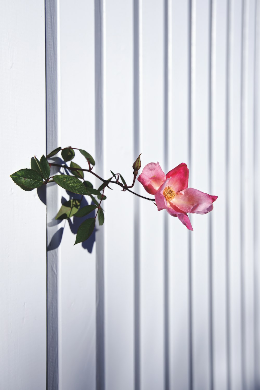 blühende rosa Rosenblume auf weißer Wand